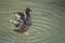 Rosy-billed pochard, rosybill, rosybill pochard, Netta peposaca. Diving duck with a distinctive red bill