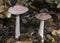 Rosy Bonnet Fungi