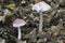 Rosy Bonnet Fungi