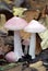 Rosy Bonnet Fungi