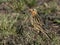 Rosy-breasted longclaw or Rosy-throated longclaw, Macronyx ameliae