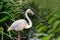 Rosy colored flamingo waterbird wading in the river