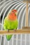 Rosy Faced Lovebird