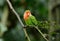 Rosy-faced lovebird (Agapornis roseicollis)