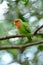 Rosy-faced lovebird (Agapornis roseicollis)