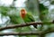 Rosy-faced lovebird (Agapornis roseicollis)