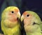 Rosy Faced Lovebird, agapornis roseicollis, Portrait of Adults