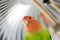 Rosy Faced Lovebird in a cage