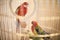 Rosy Faced Lovebird in a cage looking down