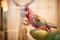 Rosy Faced Lovebird in a cage looking down