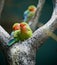 Rosy-faced Lovebirds