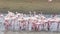 Rosy Flamingo colony in Walvis Bay Namibia