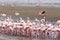 Rosy Flamingo colony in Walvis Bay Namibia