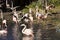 Rosy Flamingo, Phoenicopterus ruber roseus, is dried after a bath