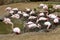 Rosy Flamingo, Phoenicopterus ruber roseus, on nesting