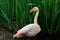 Rosy flamingo waterbird wading in the river