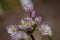 Rosy garlic Allium roseum
