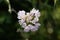 Rosy Garlic Allium roseum