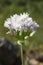 Rosy Garlic (Allium roseum) flower
