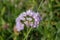 Rosy garlic, Allium roseum, pink flower head