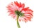 Rosy gerbera