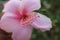 Rosy Hibiscus closeup