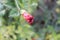 Rosy Hibiscus closeup