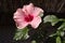 Rosy hibiscus flower