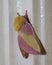 Rosy Maple Moth on Door Frame