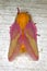 Rosy Maple Moth (Dryocampa rubicunda)