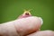 A rosy maple moth on fingers