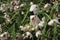 Rosy Milkweed flowers blooming.