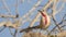 Rosy-patched Bush-shrike Looking Left