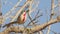 Rosy-patched Bush-shrike on Tree