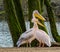 Rosy pelican couple standing together at the water side, bird couples