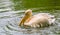Rosy pelican floating in the water in closeup, beautiful and common aquatic bird specie from Eurasia