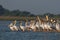 Rosy Pelican Flock  in morning light seen near  Jamnagar,Gujarat,India