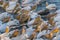 Rosy Pelican Flock  in morning light seen near  Jamnagar,Gujarat,India