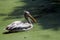 Rosy Pelican in lake water