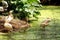 Rosy Pelicans in zoological park, India -10