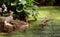 Rosy Pelicans in zoological park, India - 2