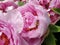 rosy peony flowers with bee - spring