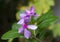 Rosy Periwinkle Flower and Leaves