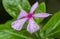 Rosy Periwinkle Flower with Water Droplets Closeup Shot