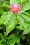 Rosy pink flower of the African spiral ginger plant, or Costus fissiligulatus