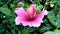 A rosy pink flower of a hibiscus shrub