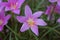 Rosy rain lily or rose fairy lily or rose zephyr lily or pink rain lily Zephyranthes rosea flower