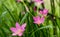 Rosy Rain Lily ( Zephyranthes rosea ) with rain drops