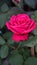 Rosy Rose Flower Blooming