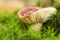 Rosy russula (Russula rosea), macro